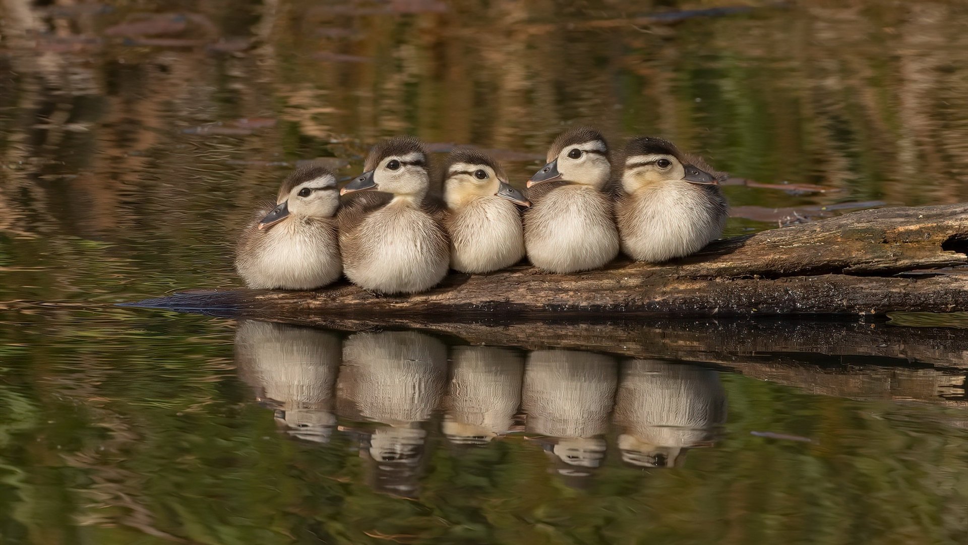 灰熊轻取掘金，马克西成为关键先生，新生代力量的崛起