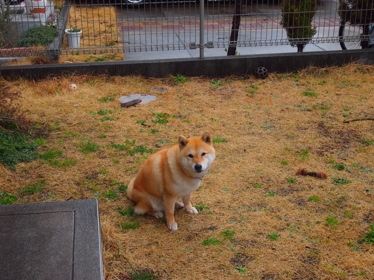 赛道与球场的双重奏，当F1引擎轰鸣遇见篮球绝杀时刻